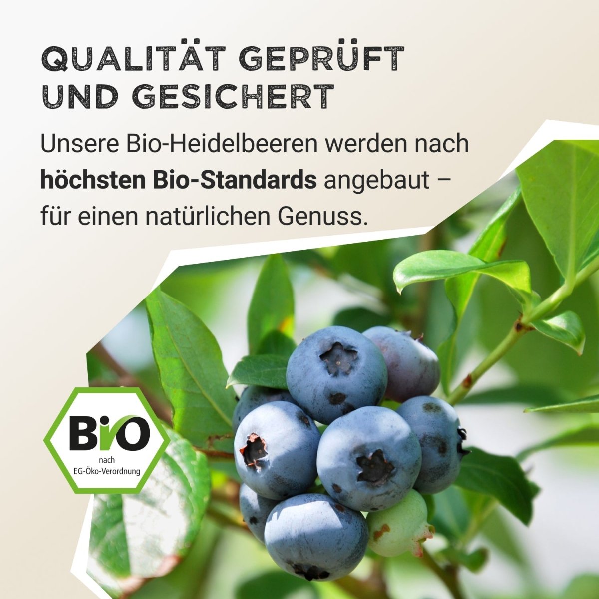 Fruit Powder - Wild Blueberry