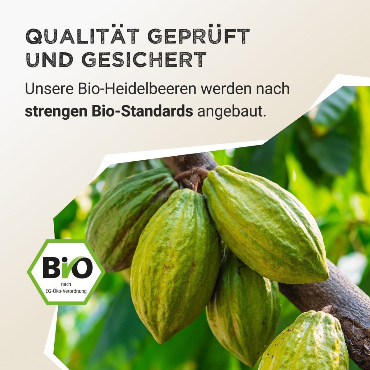 Fruit Powder - Cacao